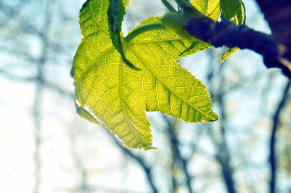 CC在线压力测试